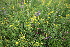  ( - 151_018)  @11 [ ] CreativeCommons-Attribution Non-Commercial Share-Alike (2020) Kostrzyca Forest Gene Bank Kostrzyca Forest Gene Bank