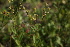  ( - 151_019)  @11 [ ] CreativeCommons-Attribution Non-Commercial Share-Alike (2020) Kostrzyca Forest Gene Bank Kostrzyca Forest Gene Bank