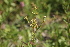  ( - 151_020)  @11 [ ] CreativeCommons-Attribution Non-Commercial Share-Alike (2020) Kostrzyca Forest Gene Bank Kostrzyca Forest Gene Bank