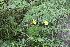  (Ranunculus illyricus - 152_001)  @11 [ ] CreativeCommons-Attribution Non-Commercial Share-Alike (2020) Kostrzyca Forest Gene Bank Kostrzyca Forest Gene Bank