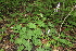  ( - 153_001)  @11 [ ] CreativeCommons-Attribution Non-Commercial Share-Alike (2020) Kostrzyca Forest Gene Bank Kostrzyca Forest Gene Bank