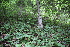  ( - 153_001)  @11 [ ] CreativeCommons-Attribution Non-Commercial Share-Alike (2020) Kostrzyca Forest Gene Bank Kostrzyca Forest Gene Bank