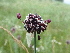  ( - 161_001)  @11 [ ] CreativeCommons-Attribution Non-Commercial Share-Alike (2020) Kostrzyca Forest Gene Bank Kostrzyca Forest Gene Bank