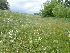  ( - 161_002)  @11 [ ] CreativeCommons-Attribution Non-Commercial Share-Alike (2020) Kostrzyca Forest Gene Bank Kostrzyca Forest Gene Bank