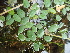  ( - 163_001)  @11 [ ] CreativeCommons-Attribution Non-Commercial Share-Alike (2020) Kostrzyca Forest Gene Bank Kostrzyca Forest Gene Bank