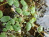  ( - 163_002)  @11 [ ] CreativeCommons-Attribution Non-Commercial Share-Alike (2020) Kostrzyca Forest Gene Bank Kostrzyca Forest Gene Bank