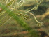  ( - 163_002)  @11 [ ] CreativeCommons-Attribution Non-Commercial Share-Alike (2020) Kostrzyca Forest Gene Bank Kostrzyca Forest Gene Bank