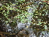  ( - 163_003)  @11 [ ] CreativeCommons-Attribution Non-Commercial Share-Alike (2020) Kostrzyca Forest Gene Bank Kostrzyca Forest Gene Bank