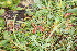  ( - 178_002)  @11 [ ] CreativeCommons-Attribution Non-Commercial Share-Alike (2020) Kostrzyca Forest Gene Bank Kostrzyca Forest Gene Bank