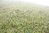  ( - 178_002)  @11 [ ] CreativeCommons-Attribution Non-Commercial Share-Alike (2020) Kostrzyca Forest Gene Bank Kostrzyca Forest Gene Bank