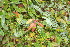 ( - 178_003)  @11 [ ] CreativeCommons-Attribution Non-Commercial Share-Alike (2020) Kostrzyca Forest Gene Bank Kostrzyca Forest Gene Bank