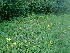  ( - 179_001)  @11 [ ] CreativeCommons-Attribution Non-Commercial Share-Alike (2020) Kostrzyca Forest Gene Bank Kostrzyca Forest Gene Bank
