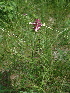  ( - 179_002)  @11 [ ] CreativeCommons-Attribution Non-Commercial Share-Alike (2020) Kostrzyca Forest Gene Bank Kostrzyca Forest Gene Bank