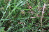  ( - 179_021)  @11 [ ] CreativeCommons-Attribution Non-Commercial Share-Alike (2021) Kostrzyca Forest Gene Bank Kostrzyca Forest Gene Bank