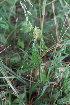  ( - 179_022)  @11 [ ] CreativeCommons-Attribution Non-Commercial Share-Alike (2021) Kostrzyca Forest Gene Bank Kostrzyca Forest Gene Bank