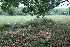  ( - 179_022)  @11 [ ] CreativeCommons-Attribution Non-Commercial Share-Alike (2021) Kostrzyca Forest Gene Bank Kostrzyca Forest Gene Bank