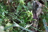  ( - 179_041)  @11 [ ] CreativeCommons-Attribution Non-Commercial Share-Alike (2021) Kostrzyca Forest Gene Bank Kostrzyca Forest Gene Bank