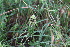  ( - 179_043)  @11 [ ] CreativeCommons-Attribution Non-Commercial Share-Alike (2021) Kostrzyca Forest Gene Bank Kostrzyca Forest Gene Bank