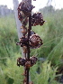  ( - 190_001)  @11 [ ] CreativeCommons-Attribution Non-Commercial Share-Alike (2020) Kostrzyca Forest Gene Bank Kostrzyca Forest Gene Bank