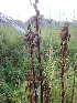  ( - 190_002)  @11 [ ] CreativeCommons-Attribution Non-Commercial Share-Alike (2020) Kostrzyca Forest Gene Bank Kostrzyca Forest Gene Bank