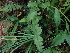  ( - 190_003)  @11 [ ] CreativeCommons-Attribution Non-Commercial Share-Alike (2020) Kostrzyca Forest Gene Bank Kostrzyca Forest Gene Bank