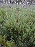  ( - 190_003)  @11 [ ] CreativeCommons-Attribution Non-Commercial Share-Alike (2020) Kostrzyca Forest Gene Bank Kostrzyca Forest Gene Bank