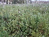  ( - 190_003)  @11 [ ] CreativeCommons-Attribution Non-Commercial Share-Alike (2020) Kostrzyca Forest Gene Bank Kostrzyca Forest Gene Bank