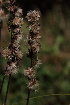  ( - 191_002)  @11 [ ] CreativeCommons-Attribution Non-Commercial Share-Alike (2020) Kostrzyca Forest Gene Bank Kostrzyca Forest Gene Bank