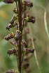  ( - 191_009)  @11 [ ] CreativeCommons-Attribution Non-Commercial Share-Alike (2020) Kostrzyca Forest Gene Bank Kostrzyca Forest Gene Bank