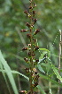  ( - 191_010)  @11 [ ] CreativeCommons-Attribution Non-Commercial Share-Alike (2020) Kostrzyca Forest Gene Bank Kostrzyca Forest Gene Bank