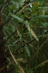  ( - 191_011)  @11 [ ] CreativeCommons-Attribution Non-Commercial Share-Alike (2020) Kostrzyca Forest Gene Bank Kostrzyca Forest Gene Bank