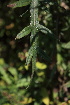  ( - 194_001)  @11 [ ] CreativeCommons-Attribution Non-Commercial Share-Alike (2020) Kostrzyca Forest Gene Bank Kostrzyca Forest Gene Bank