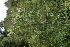  (Cirsium - 194_010)  @11 [ ] CreativeCommons-Attribution Non-Commercial Share-Alike (2021) Kostrzyca Forest Gene Bank Kostrzyca Forest Gene Bank