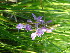  (Anacamptis - 201_023)  @11 [ ] CreativeCommons-Attribution Non-Commercial Share-Alike (2021) Kostrzyca Forest Gene Bank Kostrzyca Forest Gene Bank