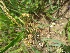  ( - 203_002)  @11 [ ] CreativeCommons - Attribution Share-Alike (2022) Unspecified Kostrzyca Forest Gene Bank