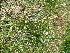  ( - 204_003)  @11 [ ] CreativeCommons-Attribution Non-Commercial Share-Alike (2021) Kostrzyca Forest Gene Bank Kostrzyca Forest Gene Bank