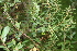  ( - 209_002)  @11 [ ] CreativeCommons-Attribution Non-Commercial Share-Alike (2021) Kostrzyca Forest Gene Bank Kostrzyca Forest Gene Bank