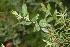  ( - 209_003)  @11 [ ] CreativeCommons-Attribution Non-Commercial Share-Alike (2021) Kostrzyca Forest Gene Bank Kostrzyca Forest Gene Bank