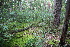  ( - 209_003)  @11 [ ] CreativeCommons-Attribution Non-Commercial Share-Alike (2021) Kostrzyca Forest Gene Bank Kostrzyca Forest Gene Bank