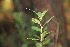  ( - 209_022)  @11 [ ] CreativeCommons-Attribution Non-Commercial Share-Alike (2021) Kostrzyca Forest Gene Bank Kostrzyca Forest Gene Bank