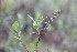  ( - 209_023)  @11 [ ] CreativeCommons-Attribution Non-Commercial Share-Alike (2021) Kostrzyca Forest Gene Bank Kostrzyca Forest Gene Bank