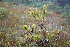  ( - 209_041)  @11 [ ] CreativeCommons-Attribution Non-Commercial Share-Alike (2021) Kostrzyca Forest Gene Bank Kostrzyca Forest Gene Bank