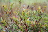  ( - 209_042)  @11 [ ] CreativeCommons-Attribution Non-Commercial Share-Alike (2021) Kostrzyca Forest Gene Bank Kostrzyca Forest Gene Bank
