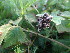  ( - 217_001)  @11 [ ] CreativeCommons-Attribution Non-Commercial Share-Alike (2021) Kostrzyca Forest Gene Bank Kostrzyca Forest Gene Bank