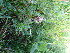  ( - 217_002)  @11 [ ] CreativeCommons-Attribution Non-Commercial Share-Alike (2021) Kostrzyca Forest Gene Bank Kostrzyca Forest Gene Bank