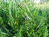  ( - 217_003)  @11 [ ] CreativeCommons-Attribution Non-Commercial Share-Alike (2021) Kostrzyca Forest Gene Bank Kostrzyca Forest Gene Bank