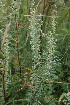  ( - 220_002)  @11 [ ] CreativeCommons-Attribution Non-Commercial Share-Alike (2021) Kostrzyca Forest Gene Bank Kostrzyca Forest Gene Bank