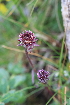  (Erigeron hungaricus - 223_002)  @11 [ ] CreativeCommons-Attribution Non-Commercial Share-Alike (2021) Kostrzyca Forest Gene Bank Kostrzyca Forest Gene Bank