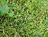 ( - 224_001)  @11 [ ] CreativeCommons - Attribution Share-Alike (2022) Unspecified Kostrzyca Forest Gene Bank