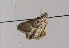  ( - TLMF Lep 05553)  @12 [ ] CreativeCommons - Attribution Non-Commercial Share-Alike (2011) Peter Huemer Tiroler Landesmuseum Ferdinandeum